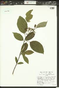 Cornus sericea subsp. sericea image