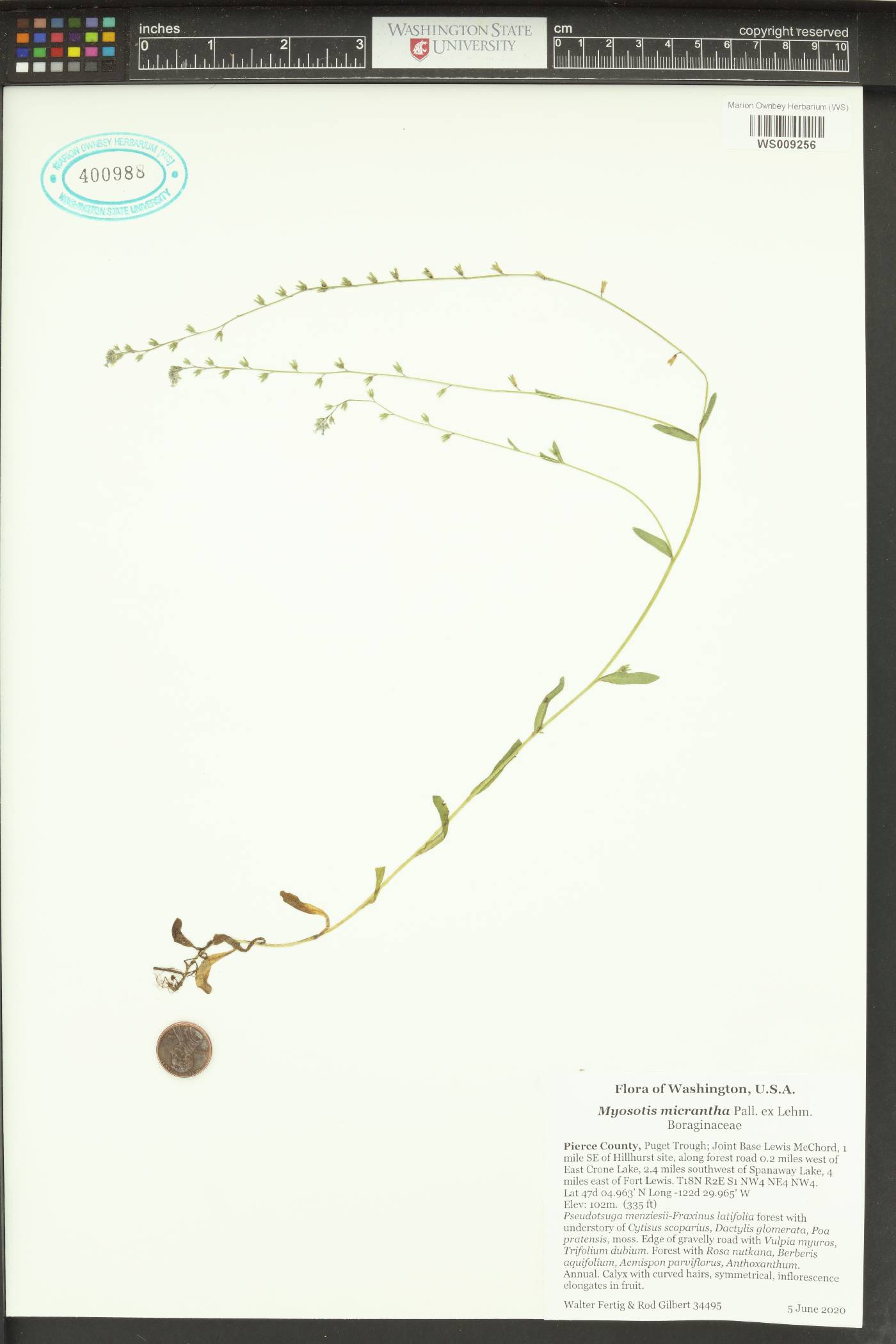 Myosotis micrantha image