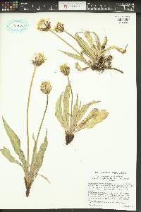 Agoseris glauca var. dasycephala image