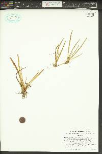 Lilaeopsis occidentalis image