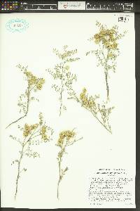 Astragalus speirocarpus image