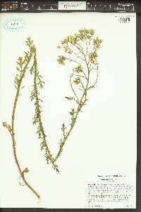 Senecio sylvaticus image