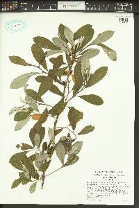Salix sitchensis image