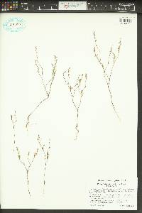 Polygonum majus image