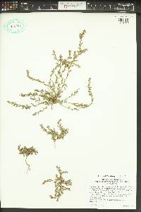 Polygonum aviculare var. buxiforme image