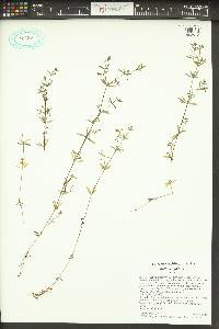 Galium trifidum image