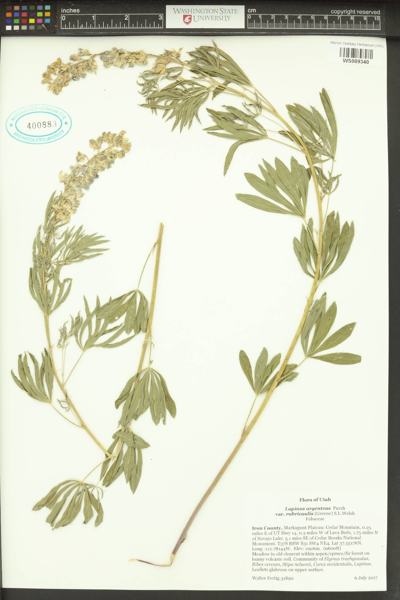 Lupinus argenteus subsp. rubricaulis image