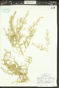 Atriplex canescens var. canescens image