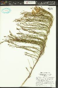 Senecio spartioides var. spartioides image