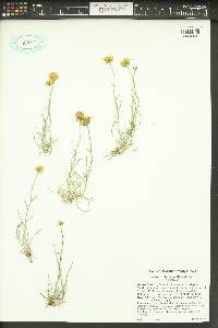 Erigeron linearis image