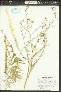 Sisymbrium altissimum image