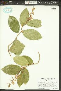 Gaultheria shallon image