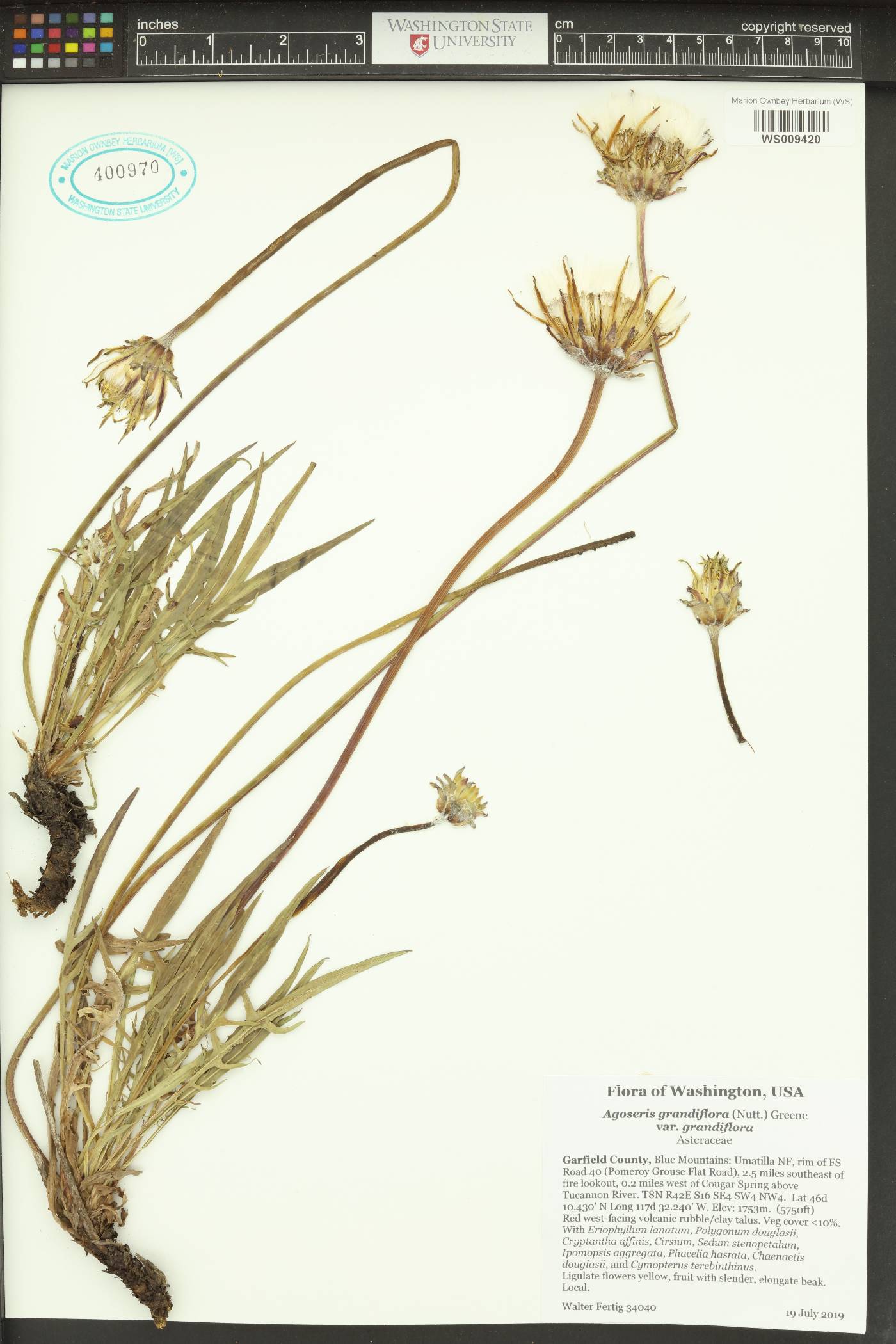 Agoseris grandiflora var. grandiflora image