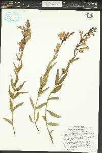 Penstemon venustus image