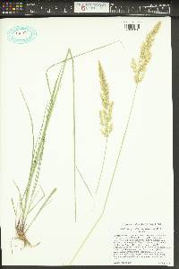 Calamagrostis purpurascens image