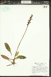 Goodyera oblongifolia image