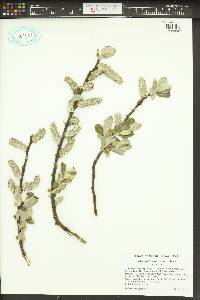 Salix sitchensis image