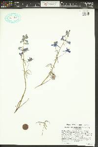 Delphinium nuttallianum image