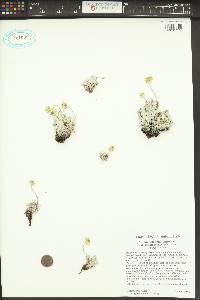 Eriogonum ovalifolium image