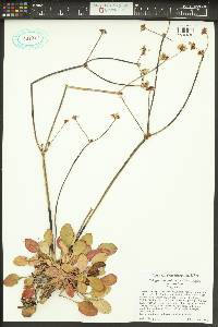 Eriogonum nudum var. nudum image