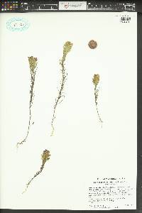 Orthocarpus tenuifolius image