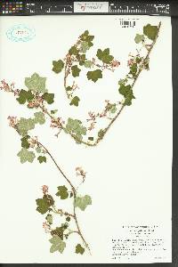 Ribes sanguineum var. sanguineum image