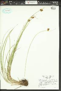 Carex unilateralis image