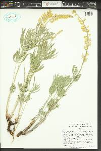 Lupinus sulphureus var. sulphureus image