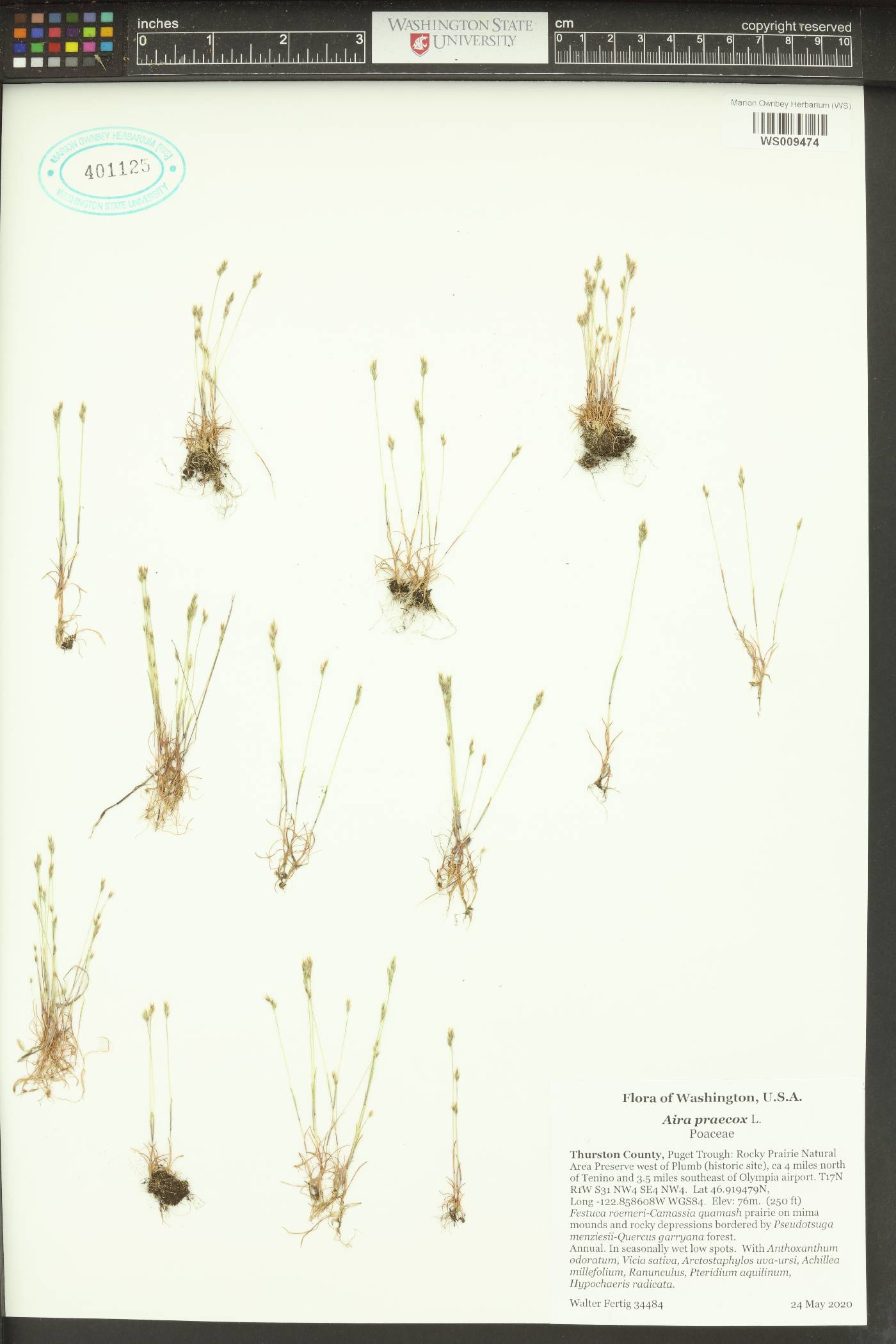 Aira praecox image