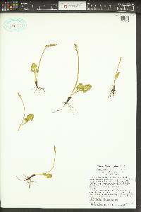 Botrychium simplex var. compositum image