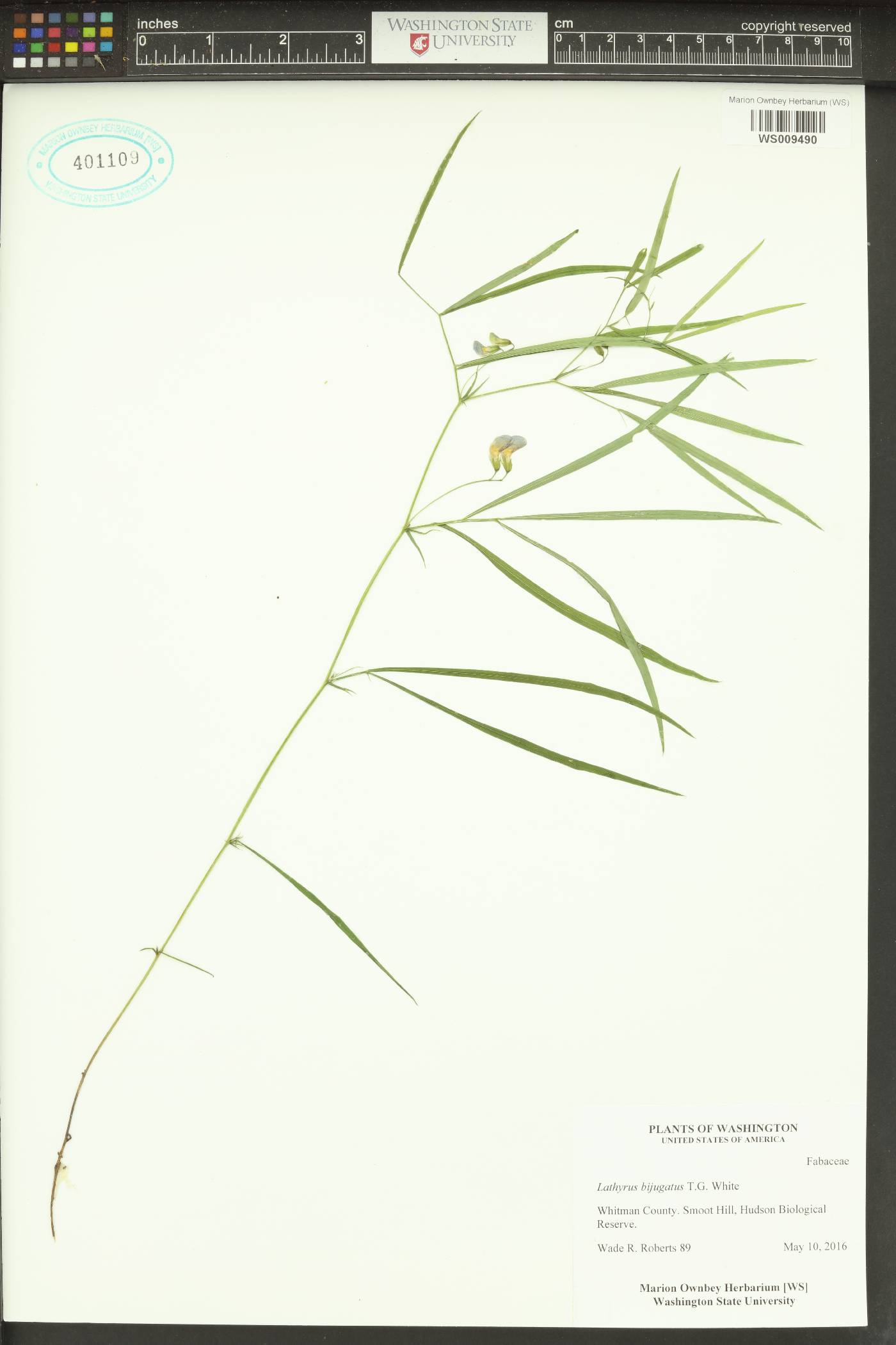 Lathyrus lanszwertii var. bijugatus image