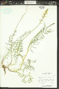 Astragalus canadensis image