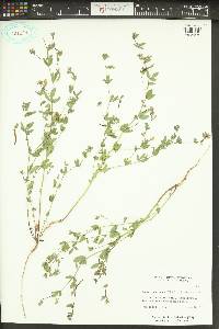 Acmispon americanus var. americanus image