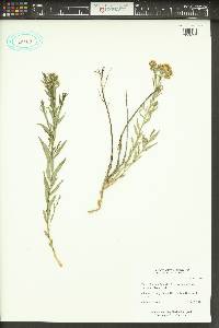 Comandra umbellata subsp. californica image