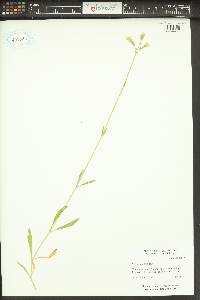 Silene douglasii image