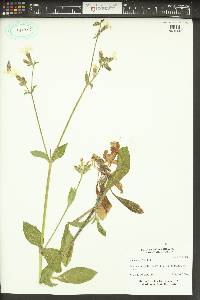 Silene latifolia image