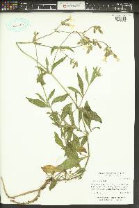 Silene latifolia image