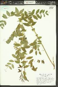 Lathyrus polyphyllus image