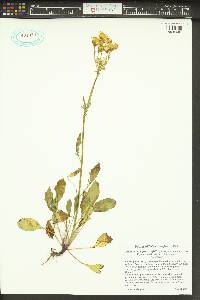 Packera streptanthifolia image