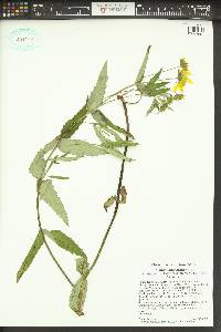 Arnica lanceolata image