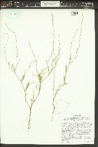 Polygonum utahense image