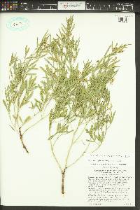 Ladeania lanceolata image