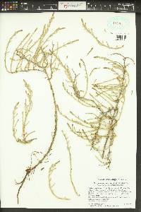 Sarcocornia perennis image