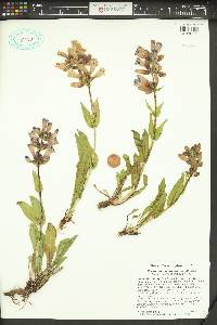 Penstemon pennellianus image