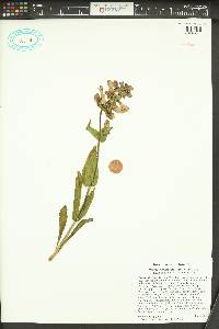 Penstemon pennellianus image