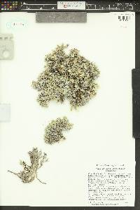 Phlox solivaga image