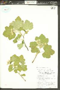 Ribes viscosissimum image