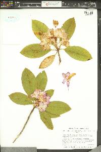 Rhododendron macrophyllum image