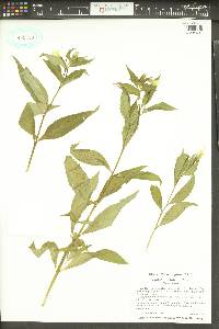 Epilobium luteum image