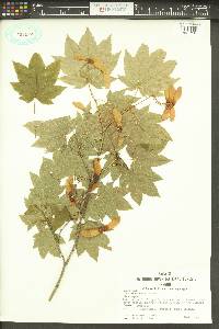 Acer circinatum image